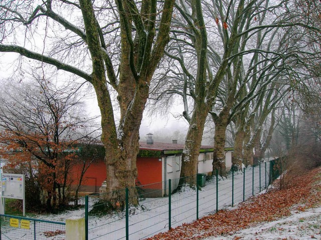 Die Platanen am Tennisclubheim sollen weichen  | Foto: Sylvia-Karina Jahn