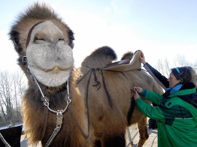 Kamel gesattelt und&#8230;  | Foto: Michael Bamberger
