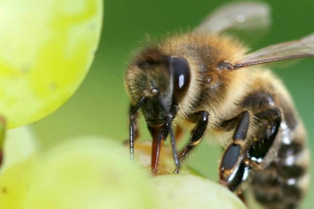 Bienen starben an falscher Saat-Beizung