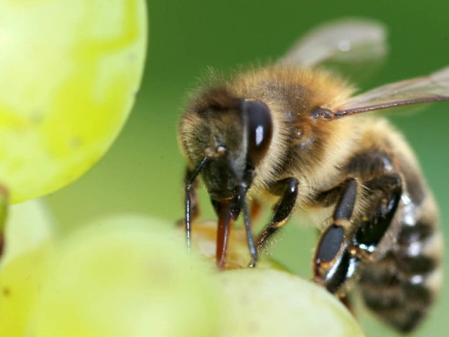 Stark dezimiert: Die Bienen am Oberrhein.  | Foto: dpa