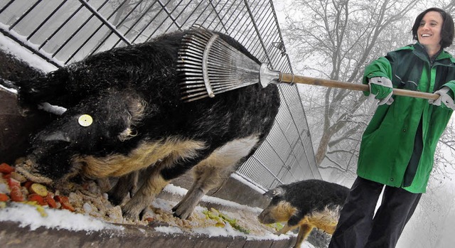 Da fhlt sie sich sauwohl: Heike Spann...krault ein Schwein mit dem Laubrechen.  | Foto: michael bamberger