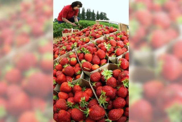 Obstbauern hoffen auf ertragreicheres Jahr