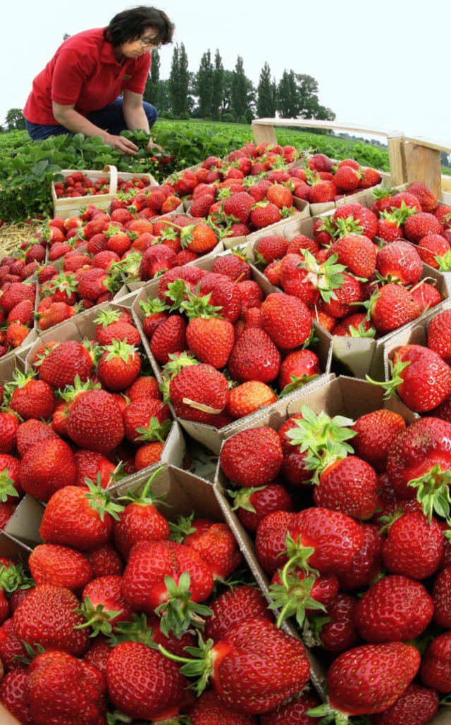 Trotz guter Mengen  waren die Erlse bei Erdbeeren 2008 unbefriedigend.   | Foto: dpa