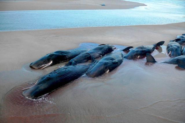 50 Wale verirren sich