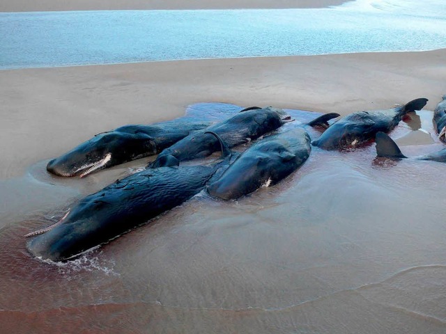 Gefangen auf einer Sandbank: die verirrten Pottwale  | Foto: dpa