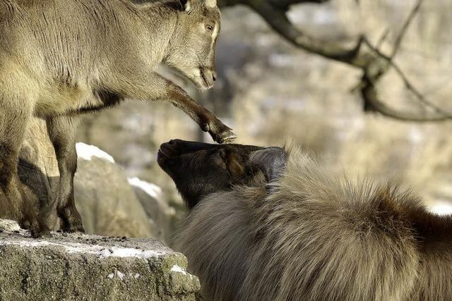 Bilder des Tages: NASENSTBER