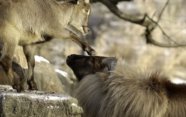 Copyright Zoo Basel; frei fr Medienge...ung nur mit Genehmigung der Direktion.  | Foto: Copyright Zoo Basel