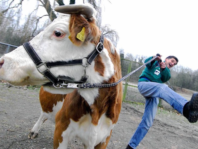 Wer fhrt hier wen? Der Leiter der Fre...tadtredaktion Uwe Mauch und Kuh Lilly.  | Foto: Michael Bamberger