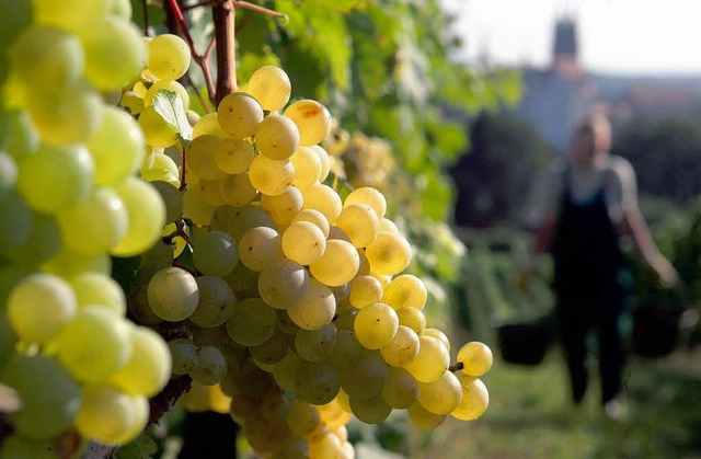 Auch in Ihringen sind Weine aus weien Sorten eher knapp.  | Foto: ddp