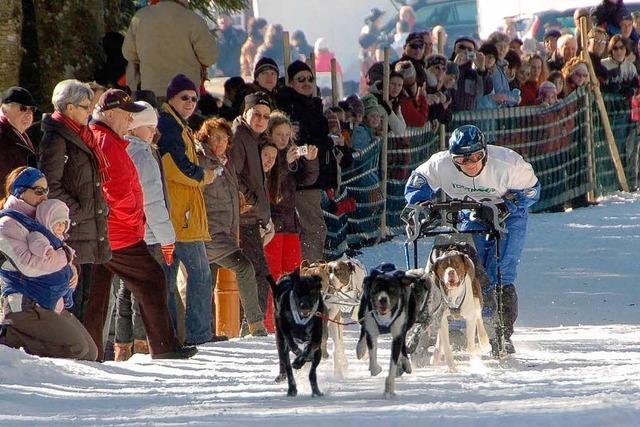 Schlittenhunderennen in Todtmoos