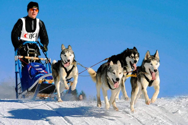 Huskys laufen am liebsten kalt. Sie folgen ihrem Rudelfhrer.  | Foto: dpa