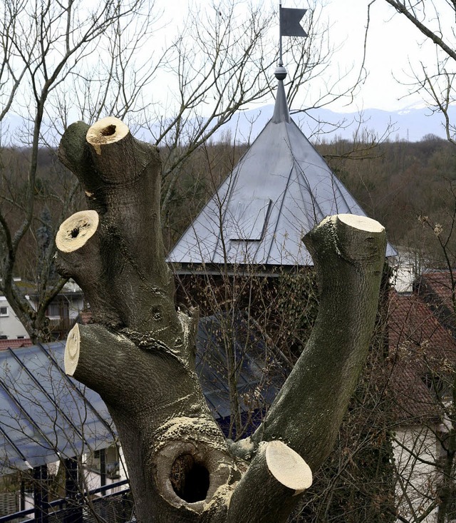 Morsche  ste und der hohle  Stamm des Gtterbaums   | Foto: Privat