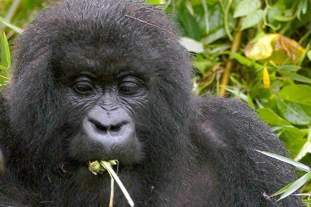 2009 – Das Jahr der Gorillas