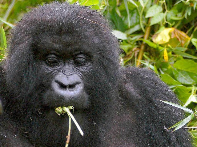 Noch leben wenige Gorillas im Regenwald. Ob die  Jger auch sie tten?  | Foto: dpa
