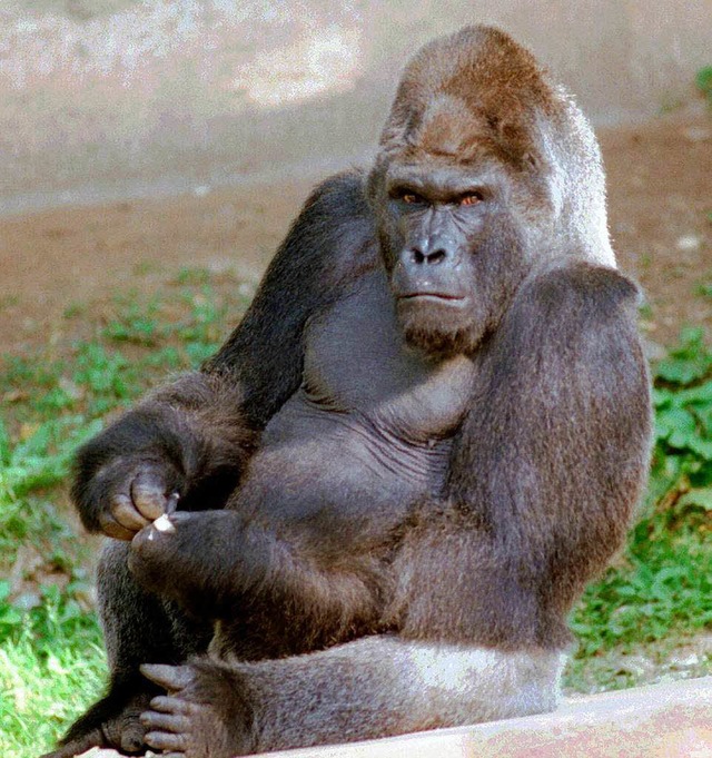 Dieser Gorilla lebt im Zoo in Nrnberg.  | Foto: Claus Felix