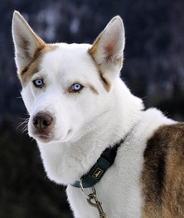 Wau! Rund 1000 Husky-Hunde kmpfen in Bernau um die Europameisterschaft.   | Foto: A. Schiffner