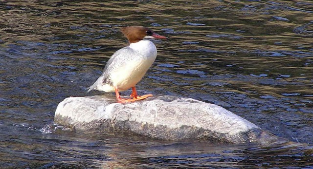 Etwas grer als Stockenten sind die  ... an der Dreisam bei Lehen beobachten.   | Foto: Andreas Braun