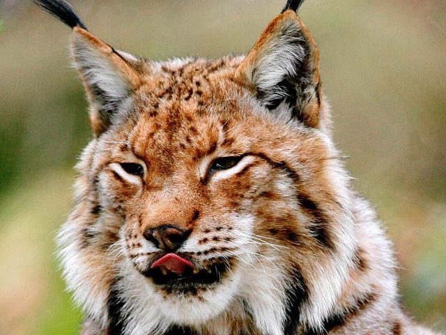 Der Luchs.  | Foto: dpa