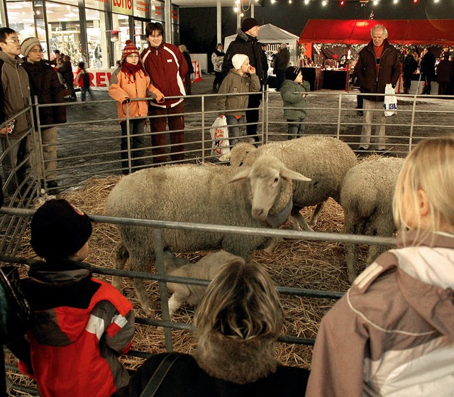 Sogar eine kleine Schafherde war beim ...ler attraktiv und auch lukrativ war.    | Foto: Langelott