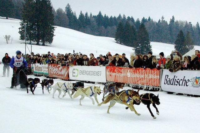 Schlittenhunderennen in Bernau