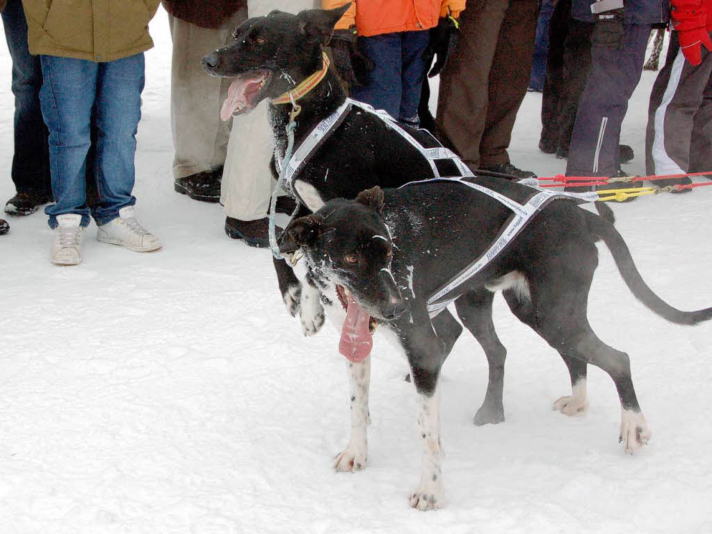 Internationales Schlittenhunderennen 2009 in Bernau.