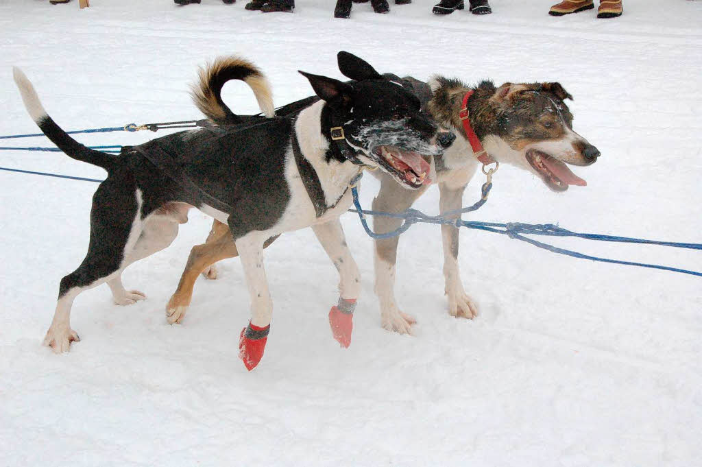 Internationales Schlittenhunderennen 2009 in Bernau.