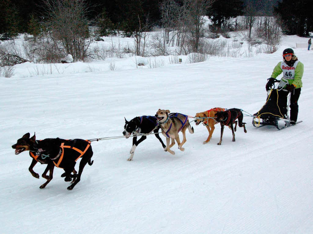 Internationales Schlittenhunderennen 2009 in Bernau.