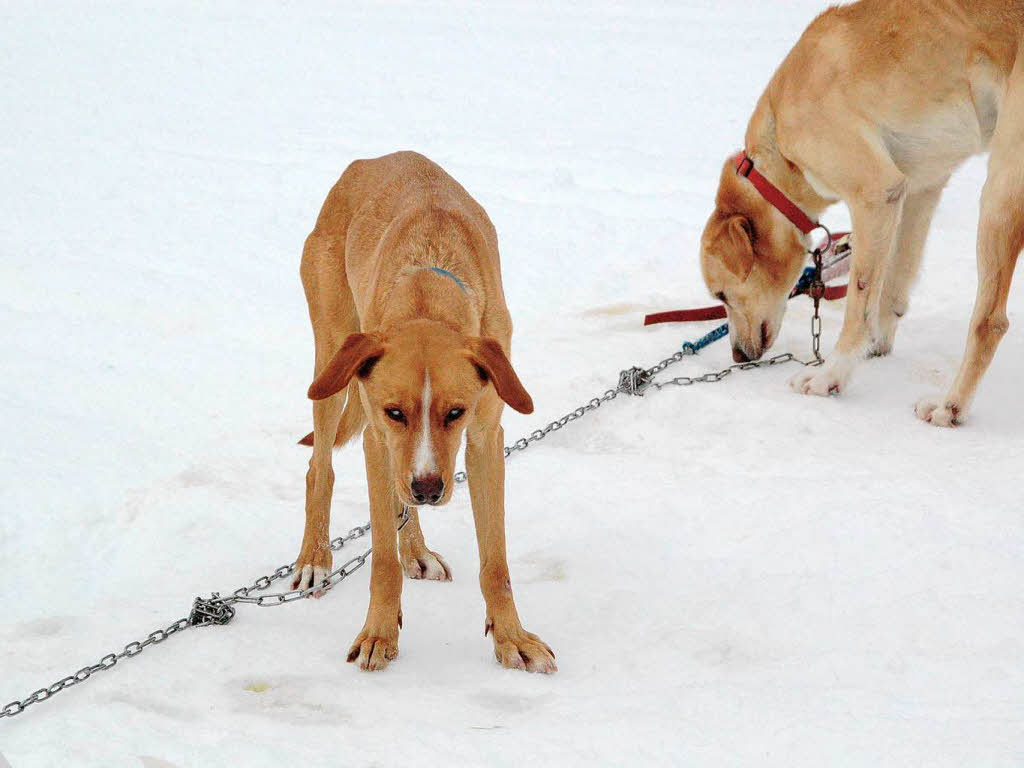 Internationales Schlittenhunderennen 2009 in Bernau.