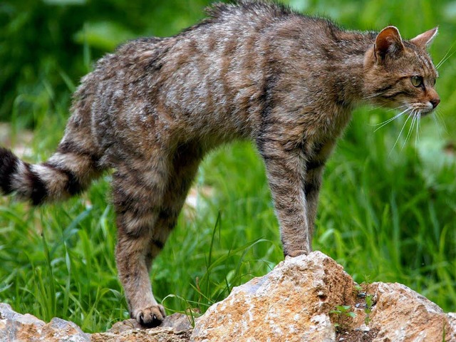 Mäuse aufgepasst, die Wildkatzen sind wieder auf der Jagd. | Foto: dpa Mäuse aufgepasst, die Wildkatzen sind wieder auf der Jagd. | Foto: dpa