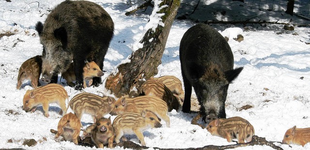 Wildschweine haben ordentlichen Appetit, lassen sich aber nur schwer bejagen.  | Foto: Deutscher Jagdverband