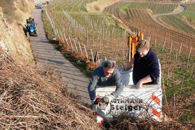 Bschungspflegetage am Kaiserstuhl