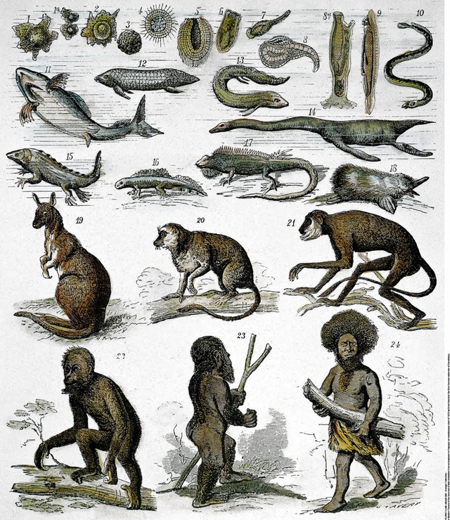 Die Entstehung des Menschen &#8211; wi...yonenzeichnungen von Tier und Mensch.   | Foto: ullstein bild