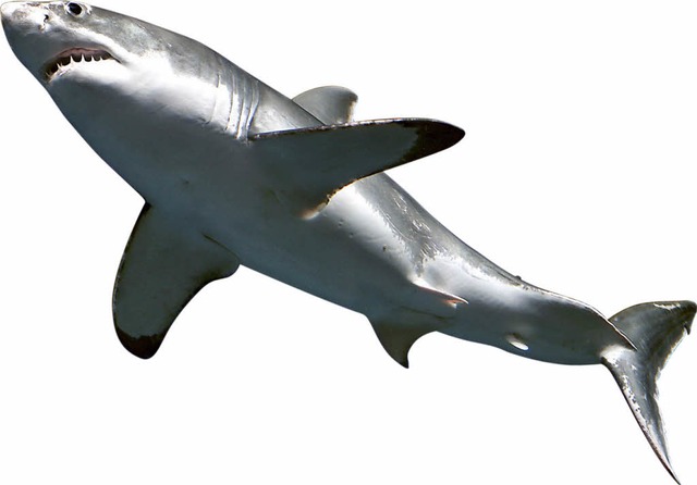 Haie &#8211; hier ein weier Hai &#8211; haben Schutz bitter ntig.   | Foto: dpa