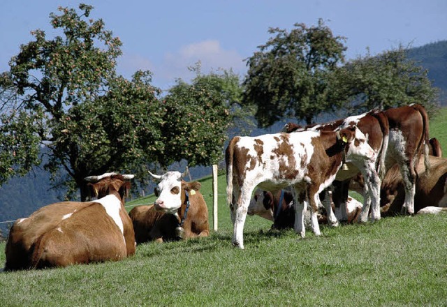 Eine der wichtigen Aufgaben der Landwi...en Flchen wird mit Rindern beweidet.   | Foto: BZ