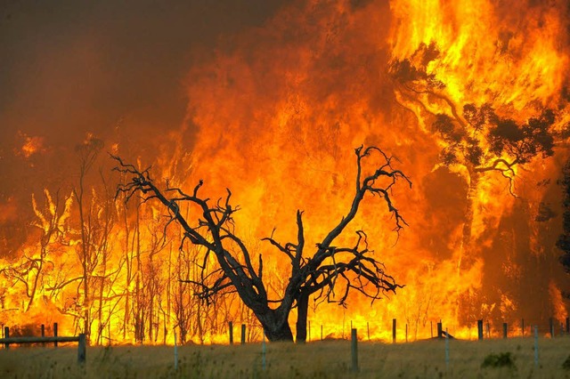 Eine Flammenwalze vernichtet  den australischen  Busch.  | Foto: dpa