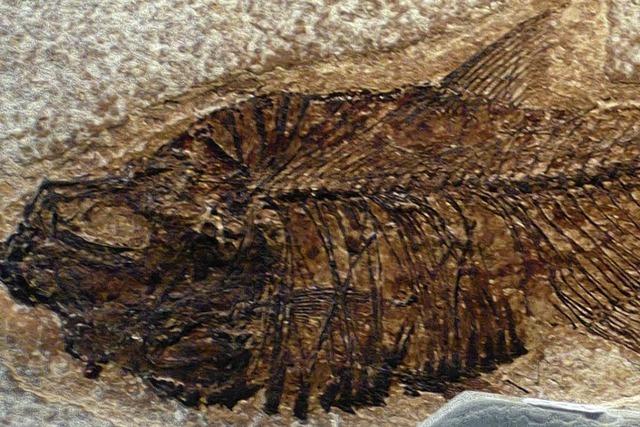 Faszinierende Fossilien