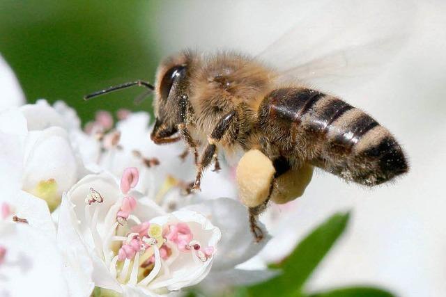 Auslser des Bienensterbens bleibt verboten
