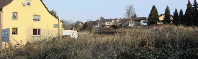 Seit zwei Jahren wuchert nun  das Dorn...auf dem Bauland in Fischingens Mitte.   | Foto: Schtz