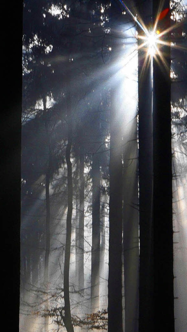 Das Grauen ist auch im Schwarzwald zu Hause.    | Foto: dpa