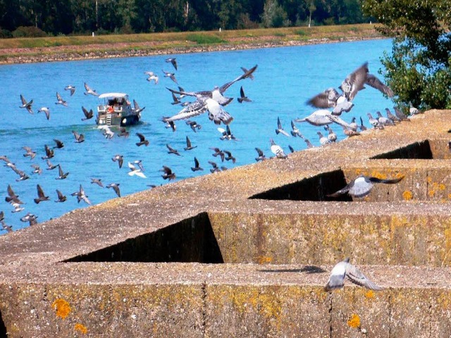 Das Breisacher Taubenkonzept  ist erfo...Pylonenpfeilern  am Rhein  akzeptiert.  | Foto: privat