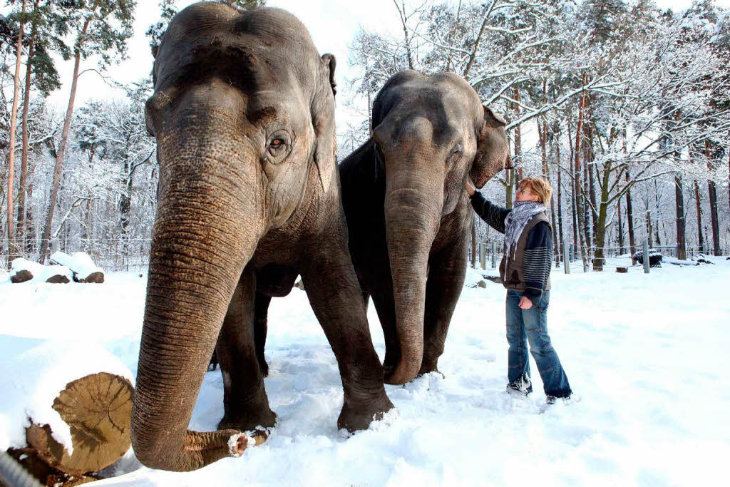 Winterspaziergang: die  Elefanten Karla (42) und Sundali (40) im  Freigehege des Cottbuser Tierparks