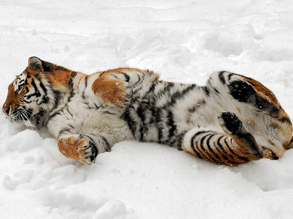 Schneewalze: ein  sibirischer Tiger wlzt sich im Tierpark Hellabrunn in Mnchen