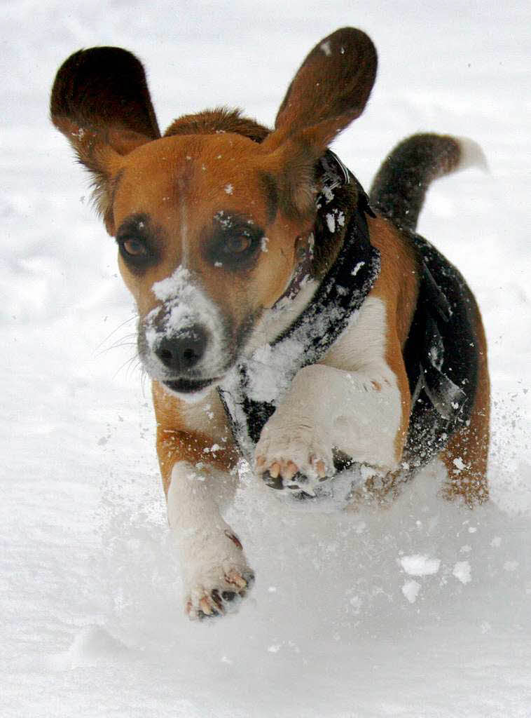 Und was meint wohl die Beagle-Hndin Amber zu dem Winterwetter?