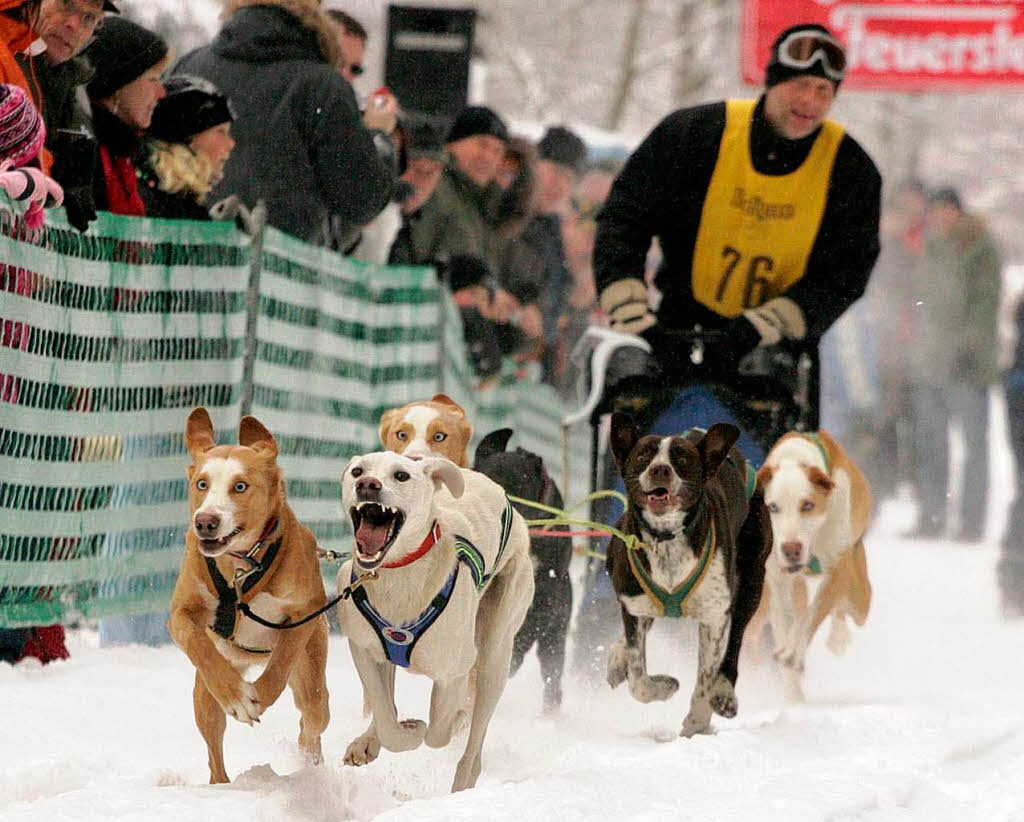 Ihre Kollegen, die Schlittenhunde, sind natrlich jetzt in Hochform.