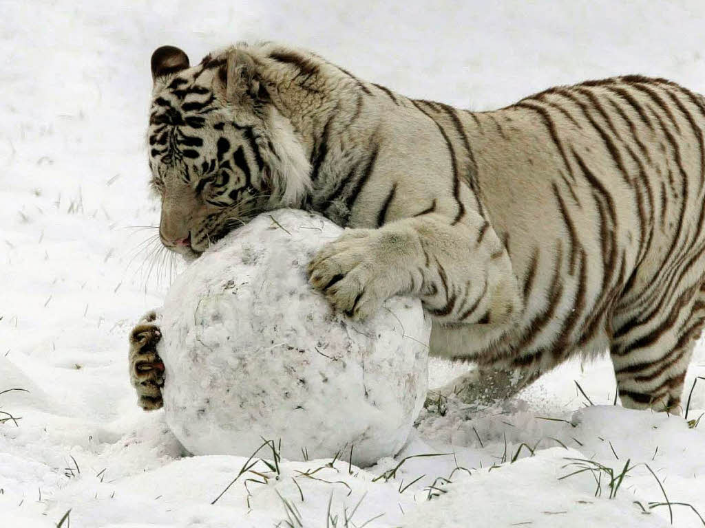 Auch  weie Tiger wei genau, was er mit soviel Schnee am besten anfangen kann: Schneeblle formen!