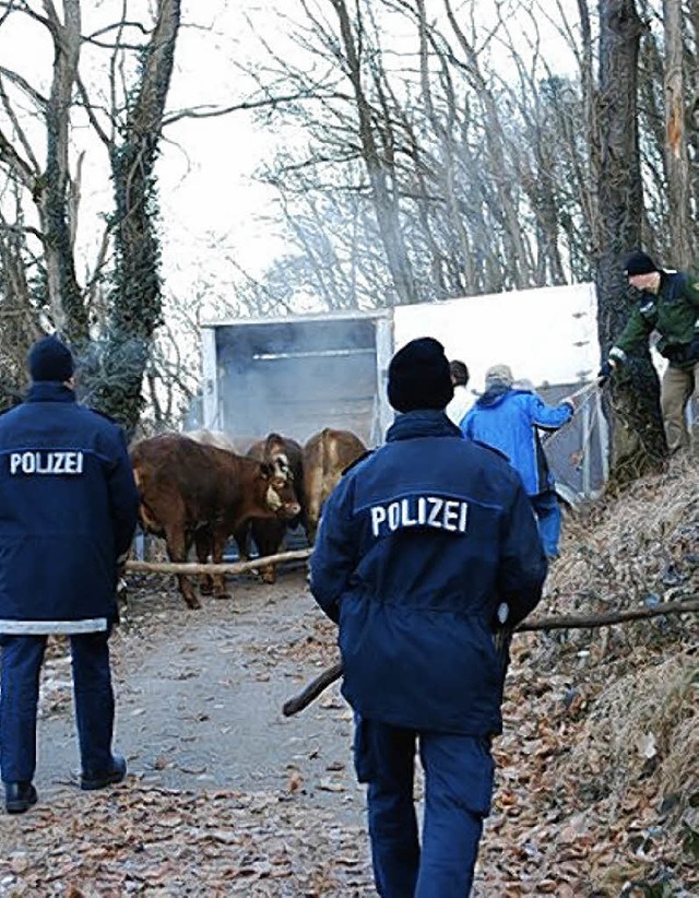 Polizei war im Einsatz, um entlaufene Rinder einzufangen.   | Foto: Polizei