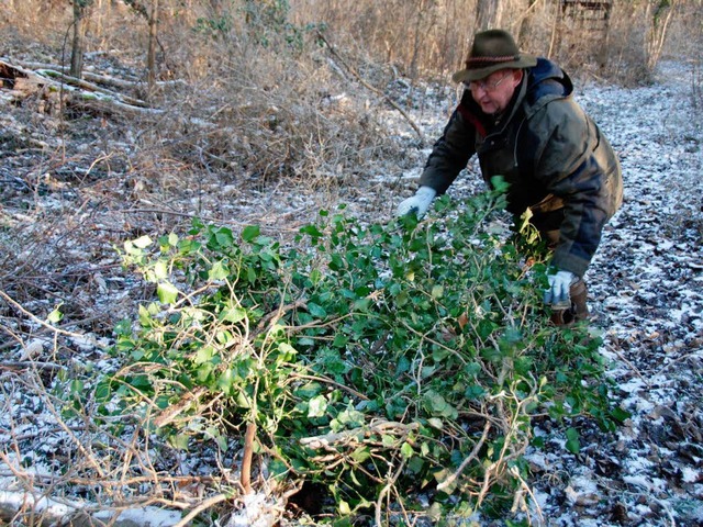 Mit Efeu von gefllten Bumen deckt J...uer  in Notzeiten den Tisch frs Wild.  | Foto: Roland Vitt