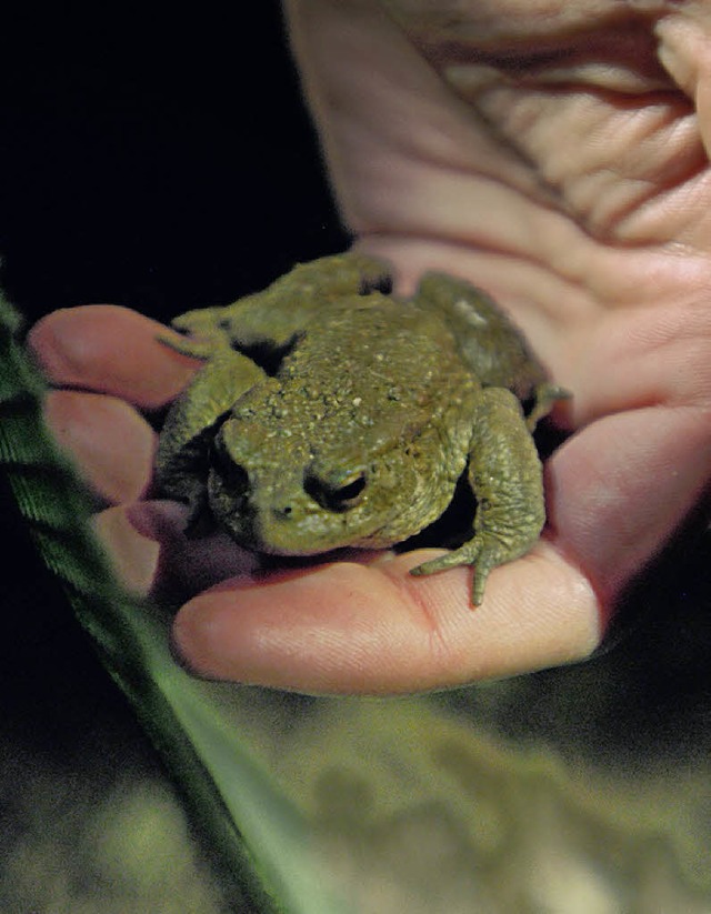 Ehrenamtliche Helfer tragen die wandernden Amphibien ber die Strae.  | Foto: schneider