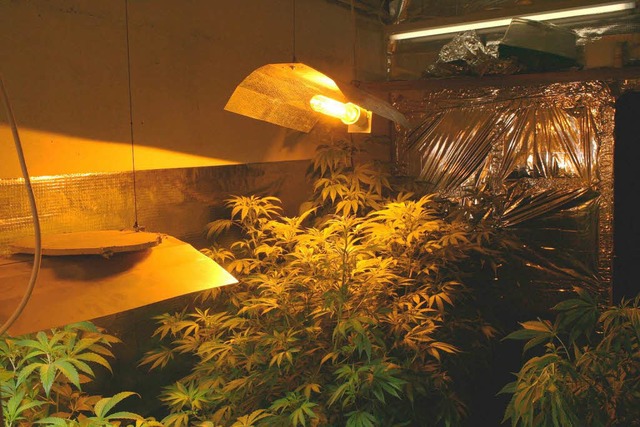 Cannabis-Pflanzen  | Foto: Polizei