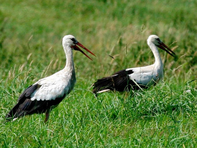 Diese beiden Strche sind auf Nahrungssuche.  | Foto: dpa